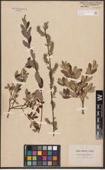 Salix aurita L. x Salix repens L.